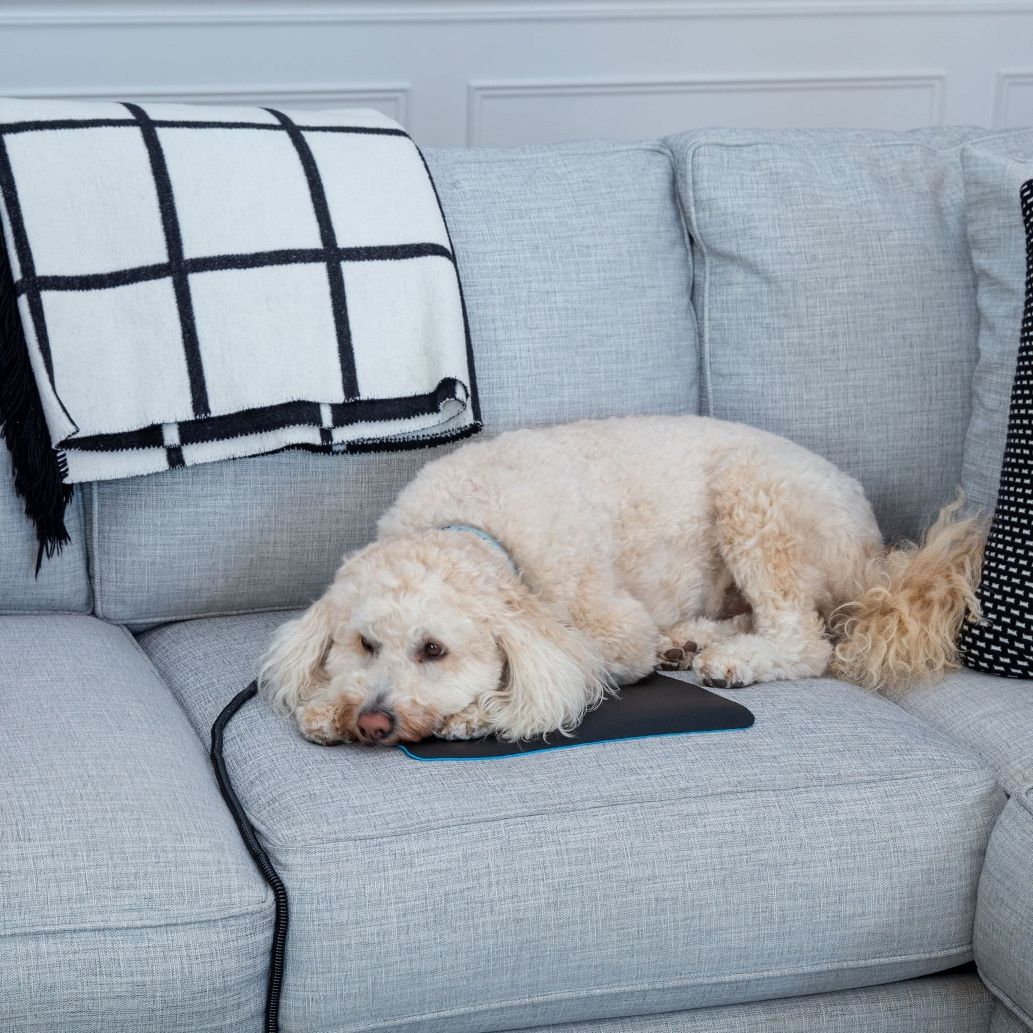 Dogs And Cats Love To Ground On The Earthing Chair Mat